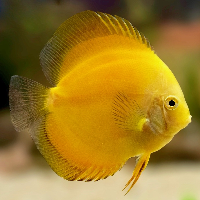 S.discus   Discus marlboro yellow 6-7